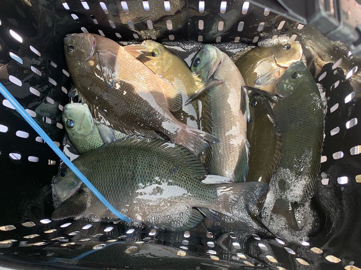 釣りバカヒロさんの釣果 2枚目の画像