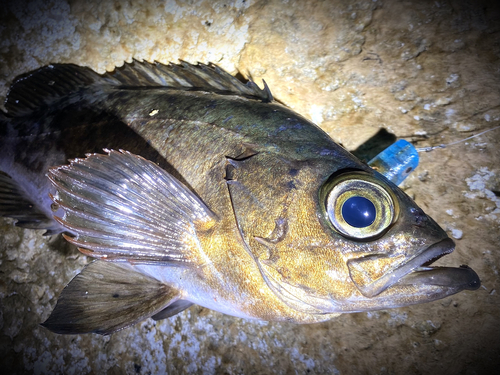 クロメバルの釣果