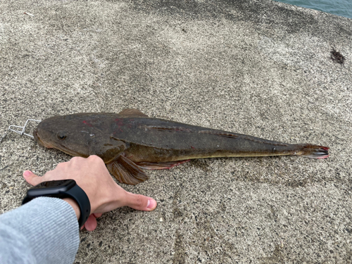 マゴチの釣果