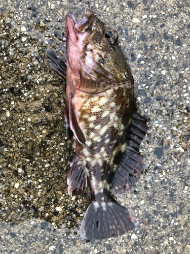 カサゴの釣果