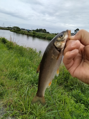 ウグイの釣果