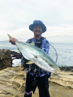 ブリの釣果