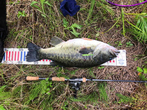 ブラックバスの釣果