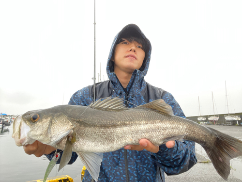 スズキの釣果