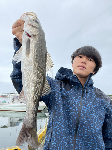 スズキの釣果