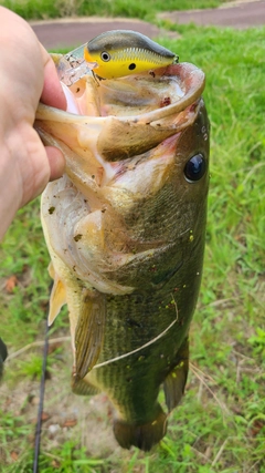 ラージマウスバスの釣果