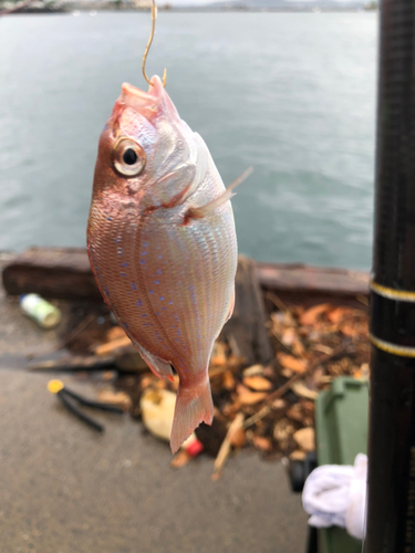 タイの釣果