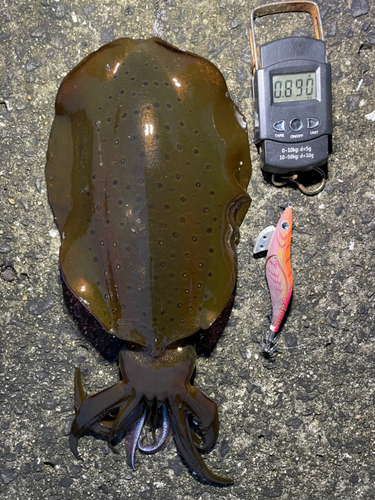 アオリイカの釣果