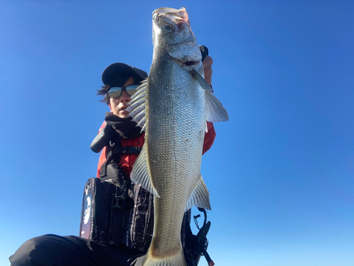 セイゴ（ヒラスズキ）の釣果