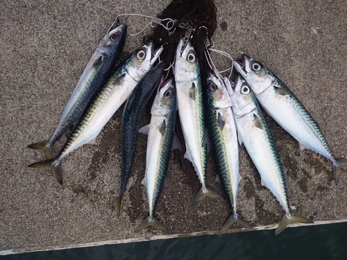 サバの釣果