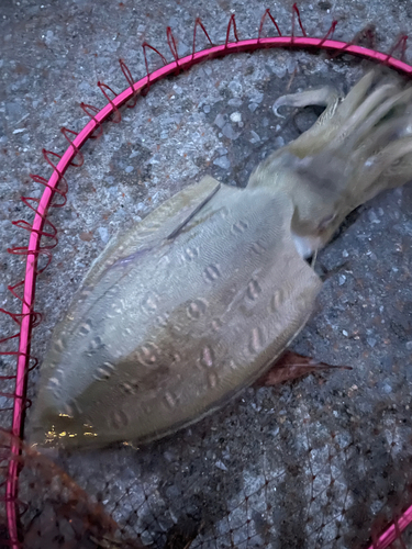 モンゴウイカの釣果