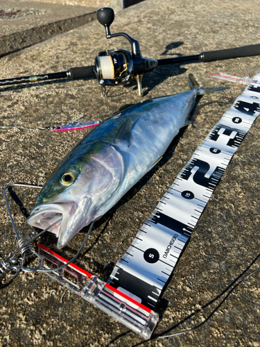 イナダの釣果