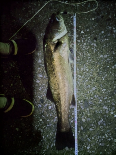 スズキの釣果