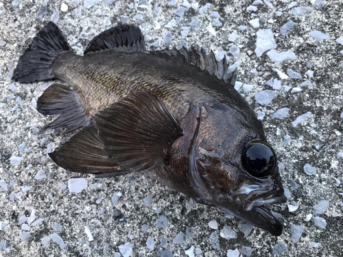 メバルの釣果