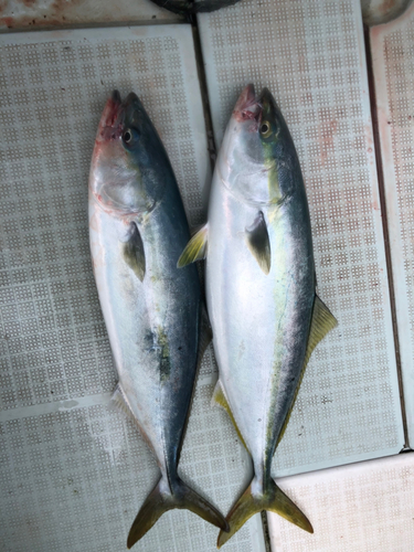 ハマチの釣果