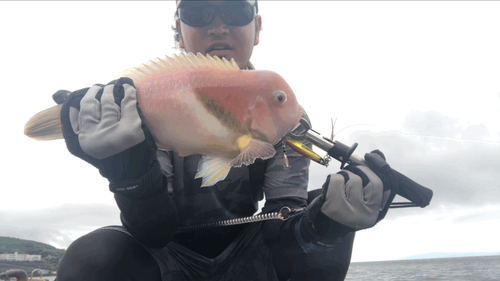 イラの釣果