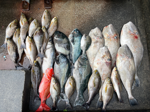 メジナの釣果