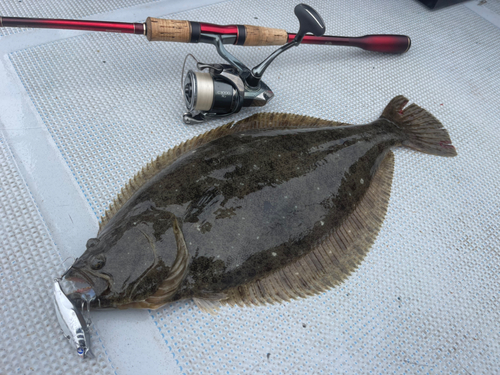 ヒラメの釣果