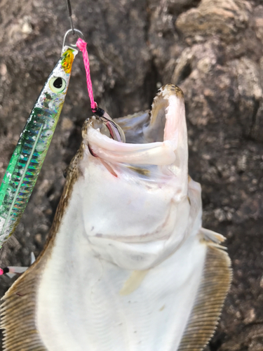 ヒラメの釣果