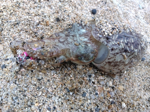 コウイカの釣果