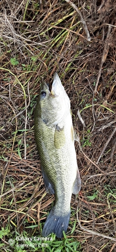 釣果