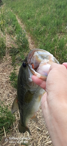 釣果