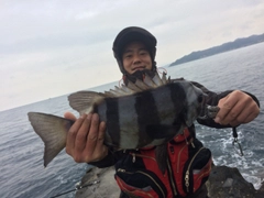 イシダイの釣果