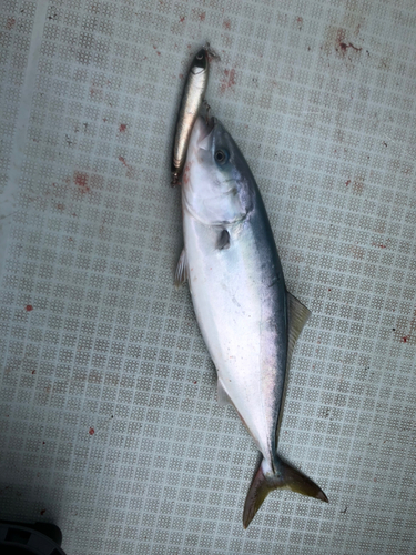 ハマチの釣果