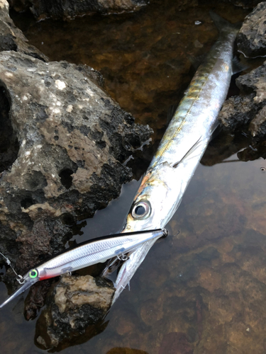 オニカマスの釣果