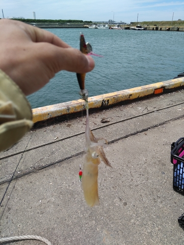 マメイカの釣果