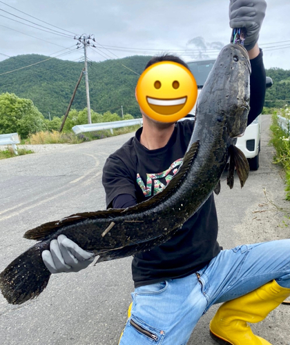 ライギョの釣果