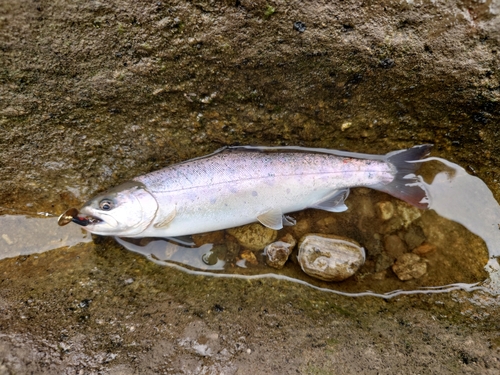 ヤマメの釣果