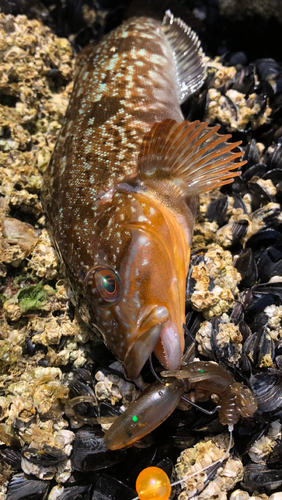 アブラコの釣果