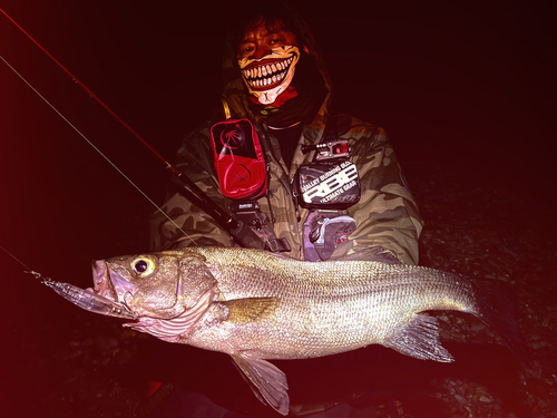 ヒラスズキの釣果