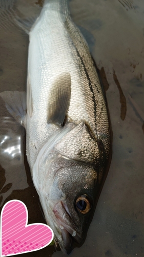 フッコ（マルスズキ）の釣果