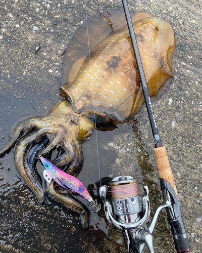 アオリイカの釣果