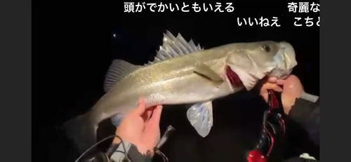 シーバスの釣果