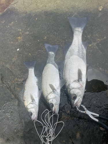 ヒラスズキの釣果