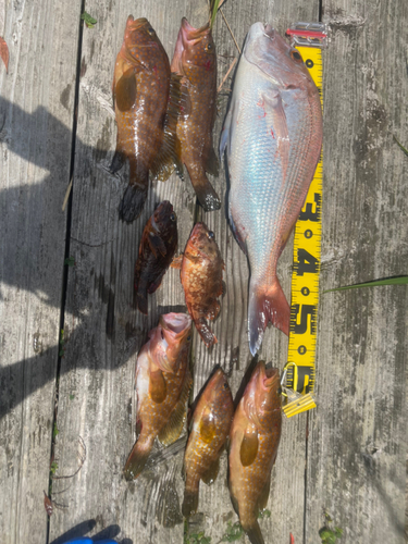 マダイの釣果