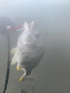 キビレの釣果