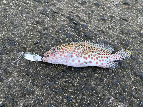 カンモンハタの釣果