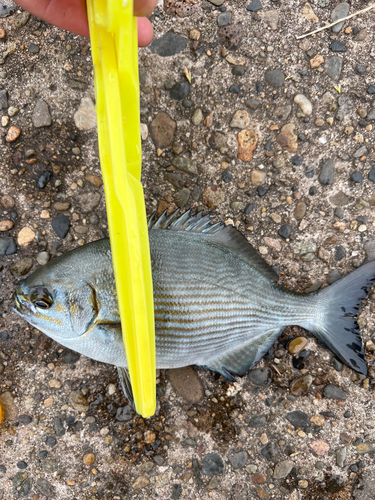 イスズミの釣果