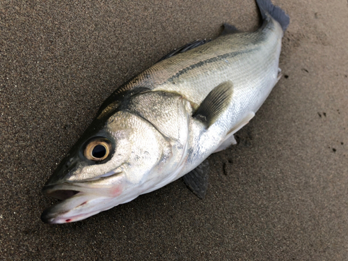 フッコ（マルスズキ）の釣果