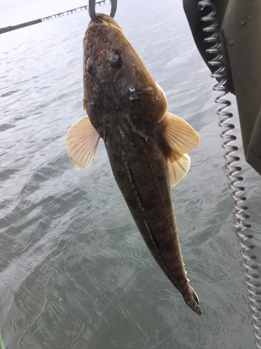 マゴチの釣果