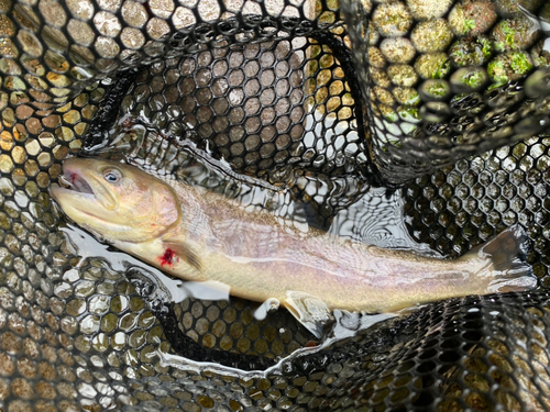 イワナの釣果