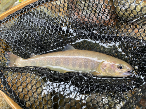 イワナの釣果