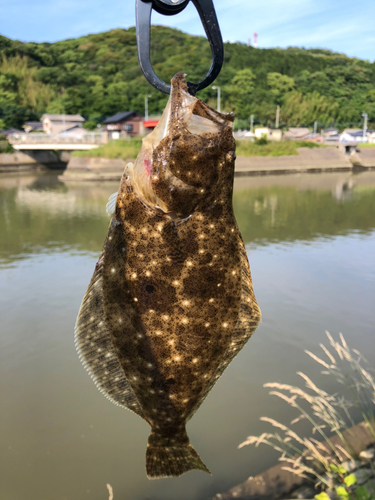 ソゲの釣果