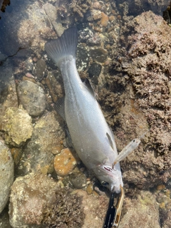 ヒラスズキの釣果