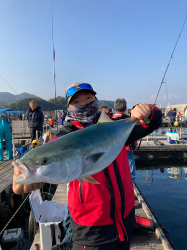 メジロの釣果