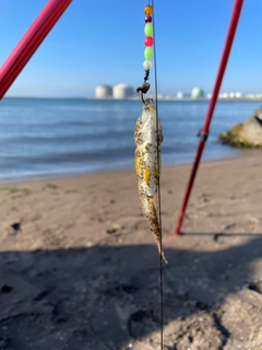 ハゴトコの釣果